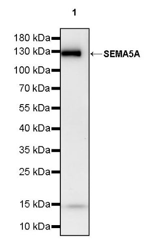 SEMA5A Recombinant Rabbit mAb (S-2560-24)