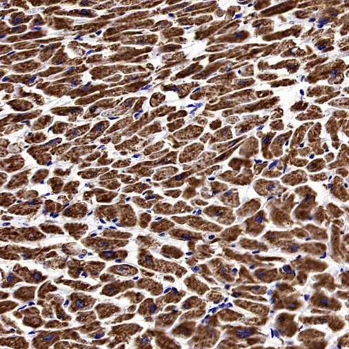 MTCO1 Recombinant Rabbit mAb (S-2205-28)