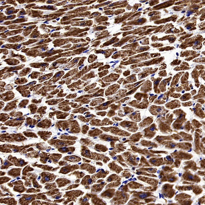 MTCO1 Recombinant Rabbit mAb (S-2205-28)
