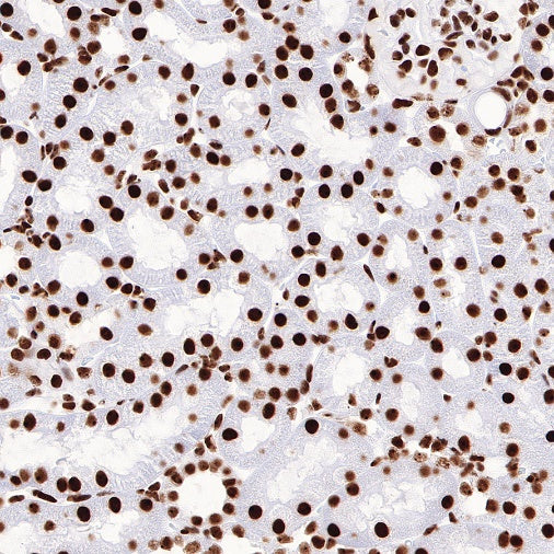 ILF3 Recombinant Rabbit mAb (S-R342)