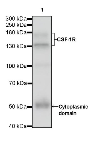 CSF-1R Recombinant Rabbit mAb (S-467-26)