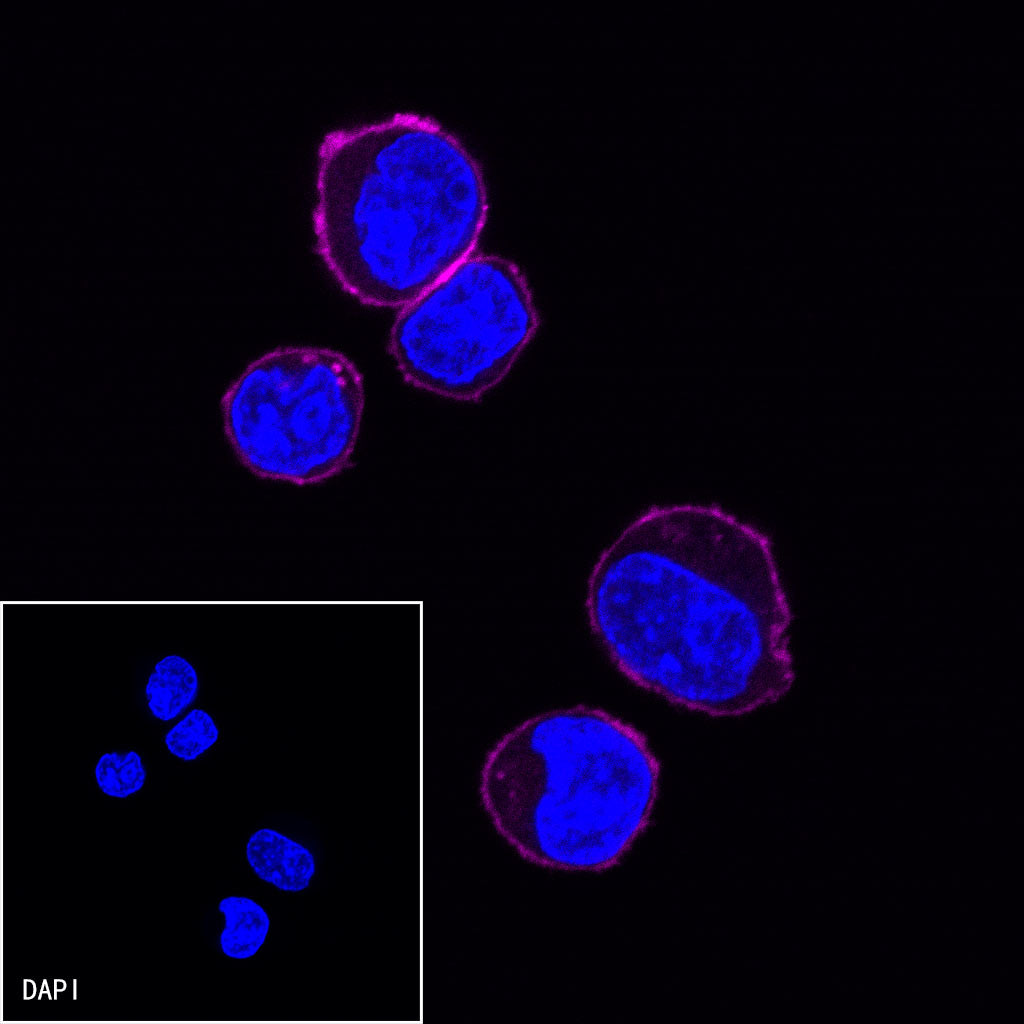 CD38 Recombinant Rabbit mAb (Alexa Fluor® 647 Conjugate) (SDT-031-45-2)