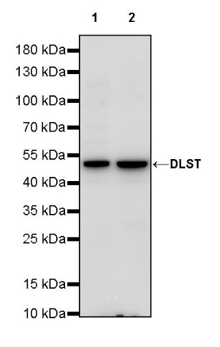 DLST Rabbit Polyclonal Antibody