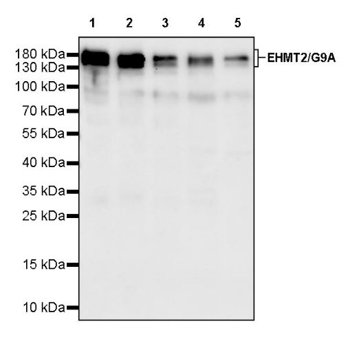 EHMT2/G9A Recombinant Rabbit mAb (S-2232-3)