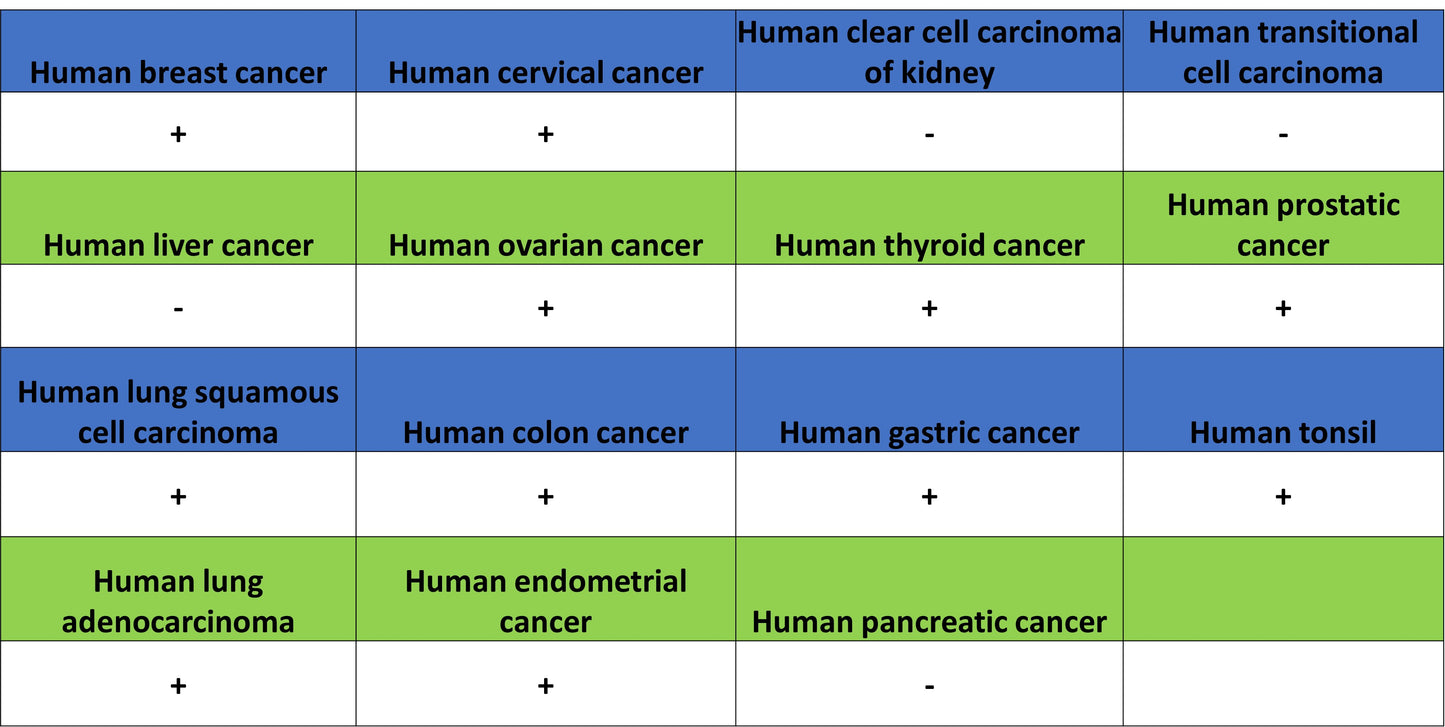 IFITM1-Specific Mouse mAb