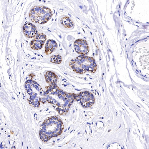 Cathepsin D Recombinant Rabbit mAb (S-R208)