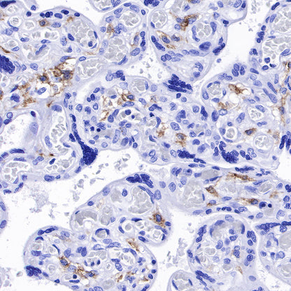 CD169 Recombinant Rabbit mAb (SDT-R153)