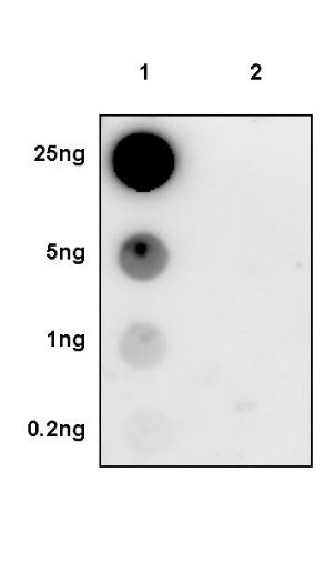 Phospho-EGFR (Tyr1173) Recombinant Rabbit mAb (S-1187-106)