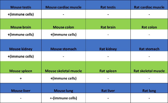 S-RMab®CD4 Recombinant Rabbit mAb (S-R569)