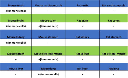 S-RMab®CD4 Recombinant Rabbit mAb (S-R569)