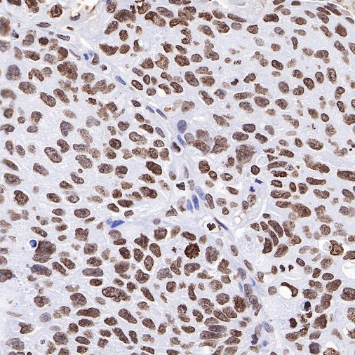 Histone H4 Recombinant Rabbit mAb (S-499-30)