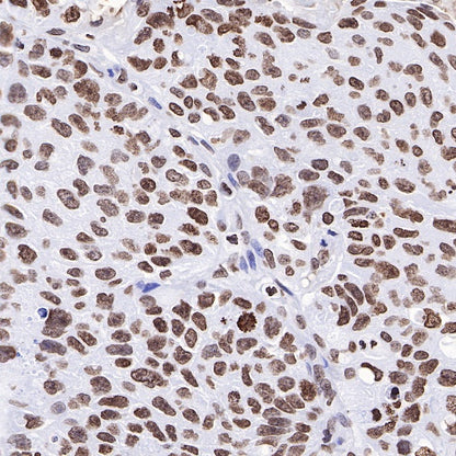 Histone H4 Recombinant Rabbit mAb (S-499-30)