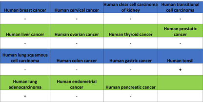 Noxa Recombinant Rabbit mAb (S-5505)