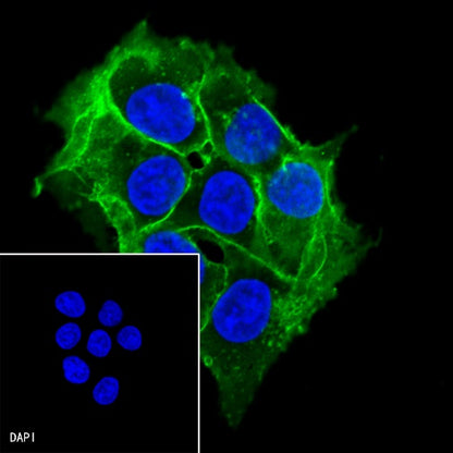 GLUT-1 Recombinant Rabbit mAb (Alexa Fluor® 488 Conjugate) (SDT-047-53)