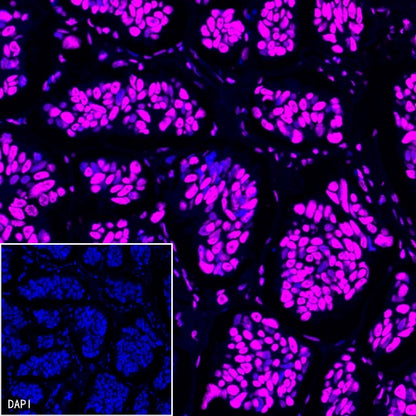 Histone H3 Recombinant Rabbit mAb (Alexa Fluor® 647 Conjugate) (S-266-44)