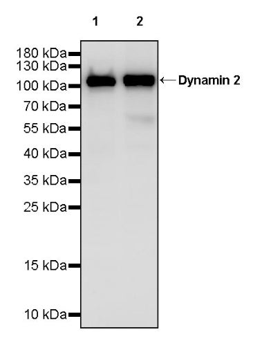 Dynamin 2 Recombinant Rabbit mAb (S-1751-209)
