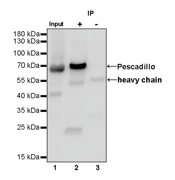 PES1 Recombinant Rat mAb (SDT-R197)