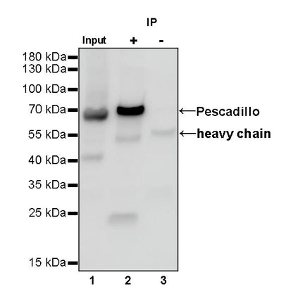 PES1 Recombinant Rat mAb (SDT-R197)