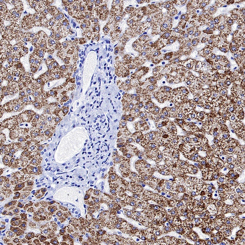 SLC25A51 Recombinant Rabbit mAb (S-2070-74)