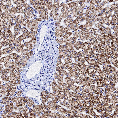 SLC25A51 Recombinant Rabbit mAb (S-2070-74)
