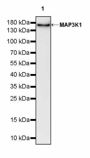 MAP3K1 Recombinant Rabbit mAb (S-3097-61)