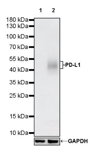 S-RMab® PD-L1 Recombinant Rabbit mAb (SDT-119-286)