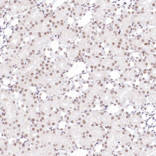 EHMT2/G9A Recombinant Rabbit mAb (S-4200)
