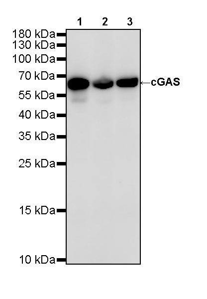 cGAS Recombinant Rabbit mAb (S-5406)