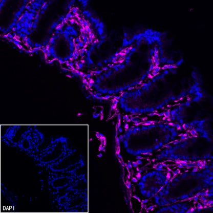 Vimentin Recombinant Rabbit mAb (Alexa Fluor® 647 Conjugate) (S-029-20)