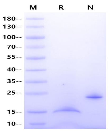 GDF-15/MIC-1 His Tag Protein, Human