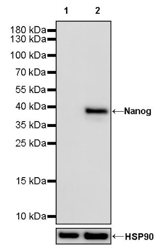 Nanog Recombinant Rabbit mAb (S-1823-8)