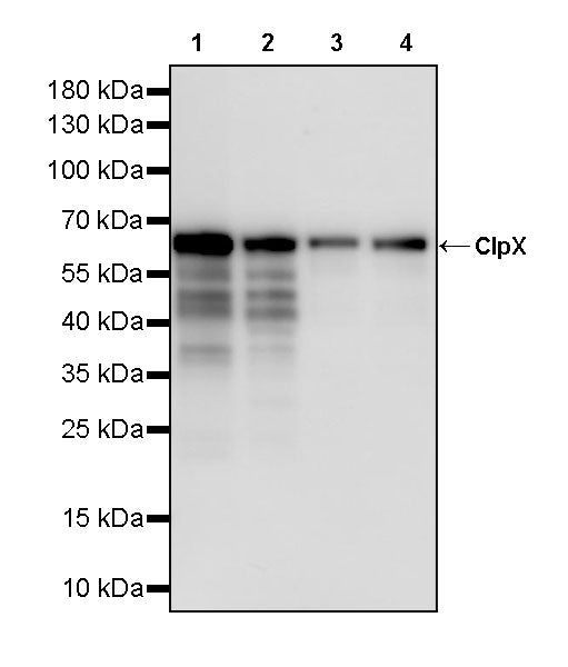 ClpX Recombinant Rabbit mAb (S-4460-33)