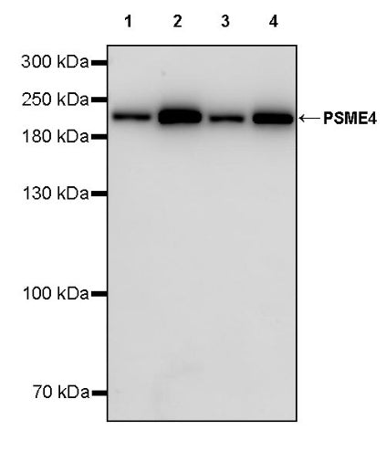 PSME4 Recombinant Rabbit mAb (S-3132-44)