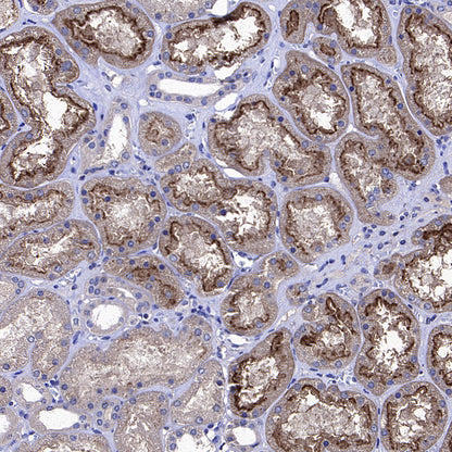 SIRT2 Mouse mAb
