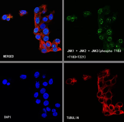 JNK1 + JNK2 + JNK3 (phospho T183+T183+T221) Recombinant Rabbit mAb (S-3593)