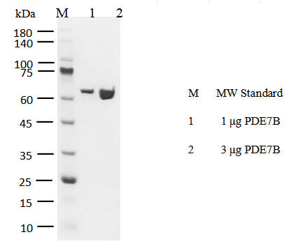 PDE7B GST Tag Protein, Human