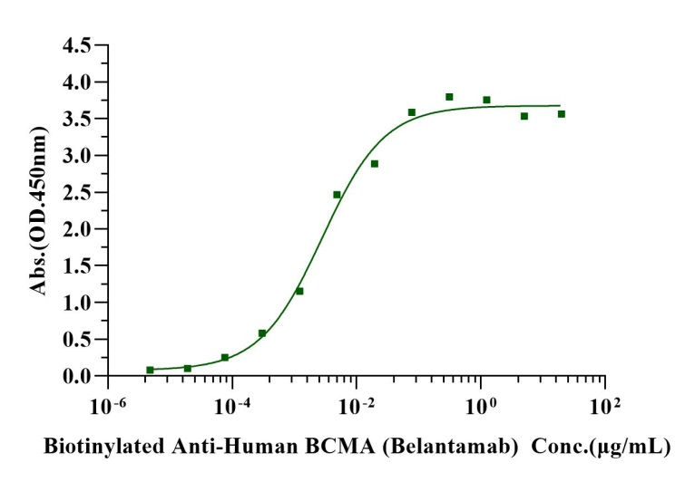 BCMA/TNFRSF17 Fc Chimera Protein, Human