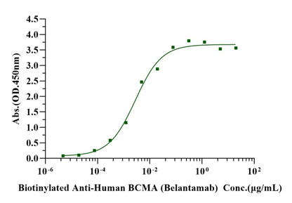 BCMA/TNFRSF17 Fc Chimera Protein, Human