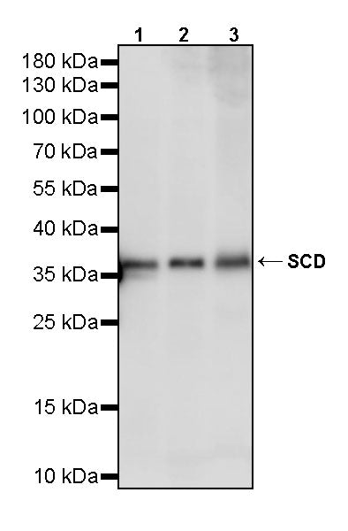SCD Recombinant Rabbit mAb (S-4467-1)