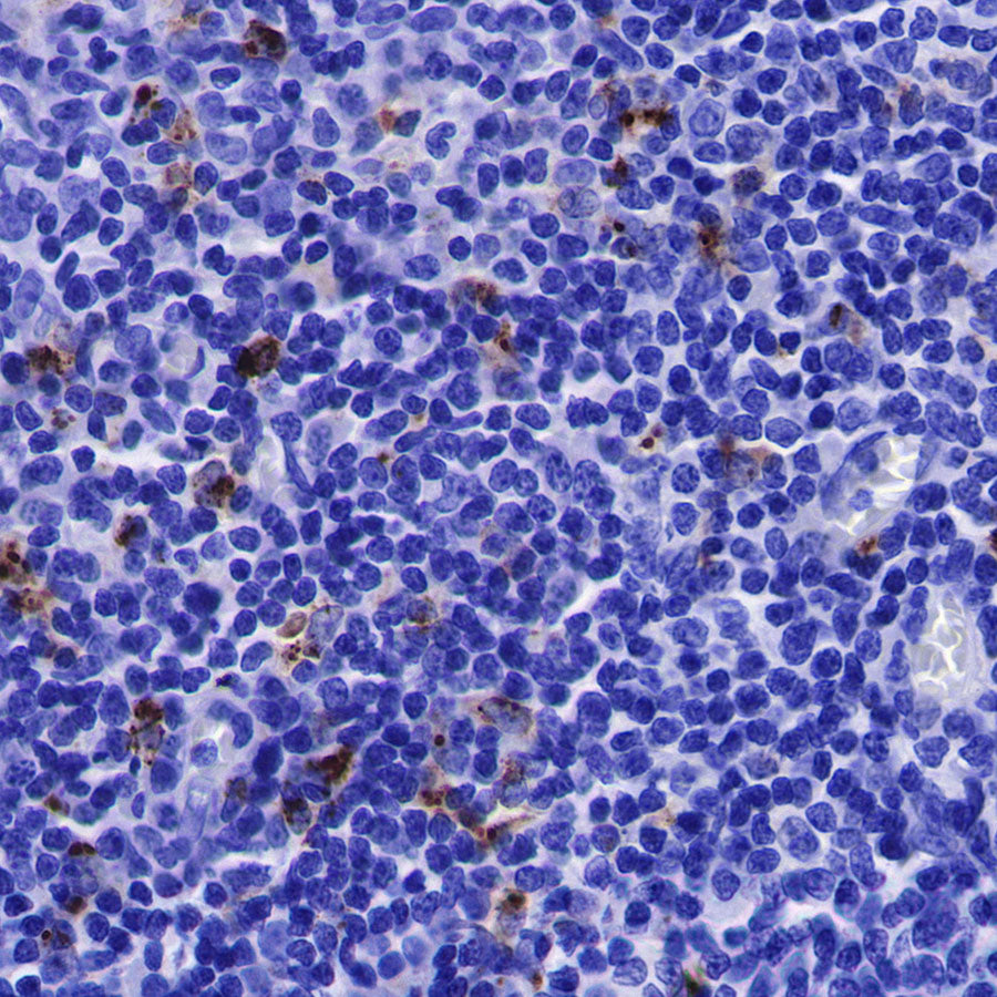 Lysozyme Recombinant Rabbit mAb (SDT-R176)
