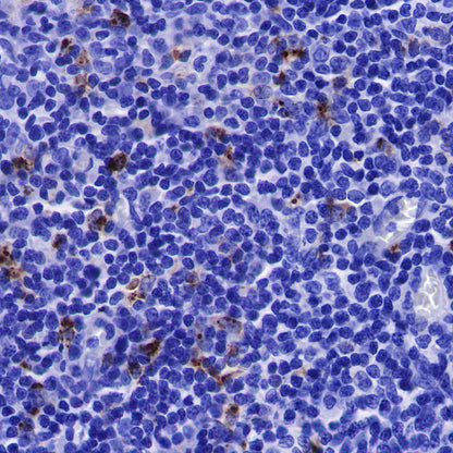 Lysozyme Recombinant Rabbit mAb (SDT-R176)