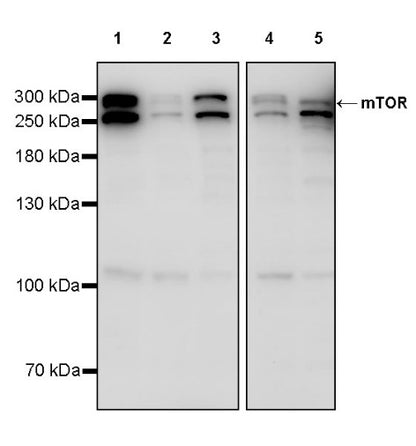 mTOR Recombinant Rabbit mAb (S-698-228)
