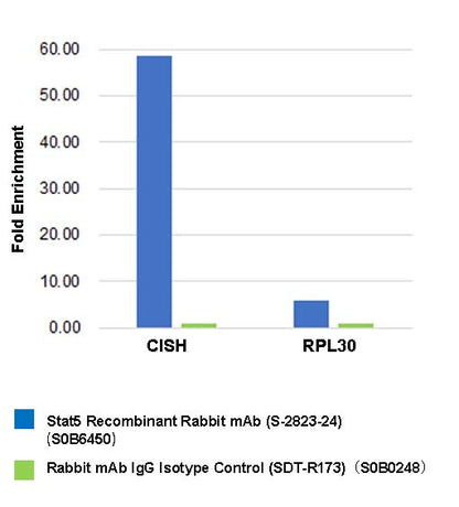 Stat5 Recombinant Rabbit mAb (S-2823-24)