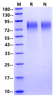 TPO (332aa) Protein, Human