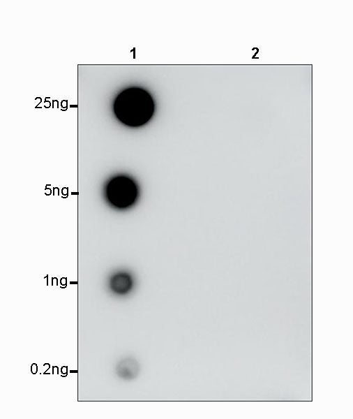 Phospho-HER4/ErbB4 (Tyr984) Recombinant Rabbit mAb (S-3502-53)