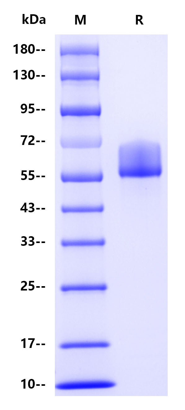 Haptoglobin His Tag Protein, Human