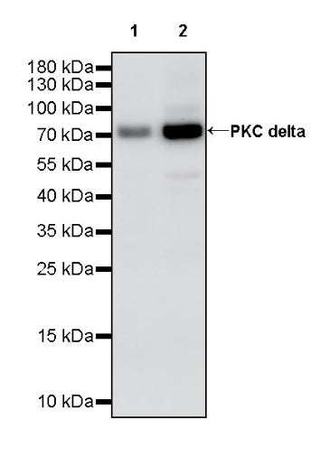PKC delta Recombinant Rabbit mAb (S-2563-26)