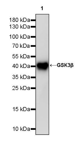 GSK3β Recombinant Rabbit mAb (S-1209-170)