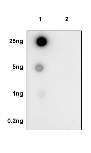 Phospho-PKR (Thr446) Recombinant Rabbit mAb (S-771-17)