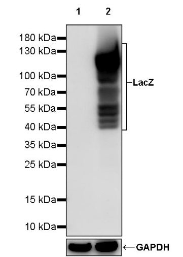 LacZ Recombinant Rabbit mAb (S-1626-44)